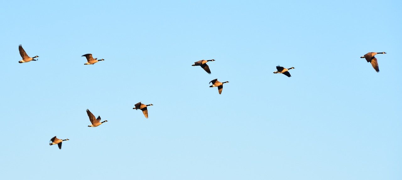 Geese Flying Formation