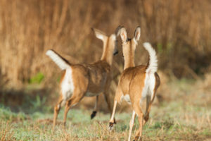 The Place I Want to Get Back To ~ Mary Oliver