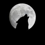 Wolf Howling Full Moon