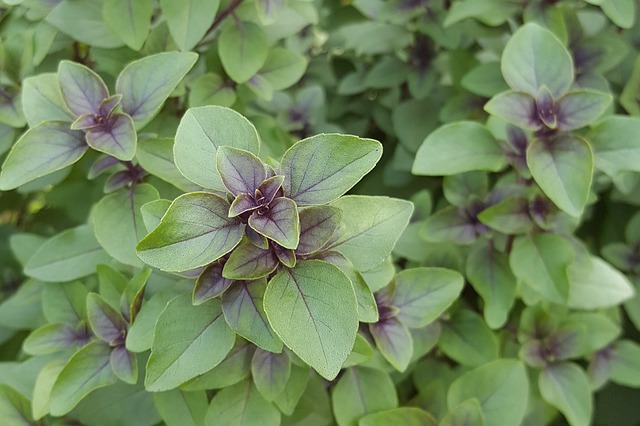 Holy Basil (Tulsi) - Stress Relief