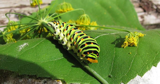 On Transformation ~ Caterpillar / Butterfly
