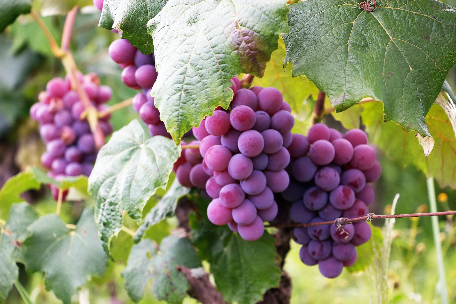 several bunch of grapes