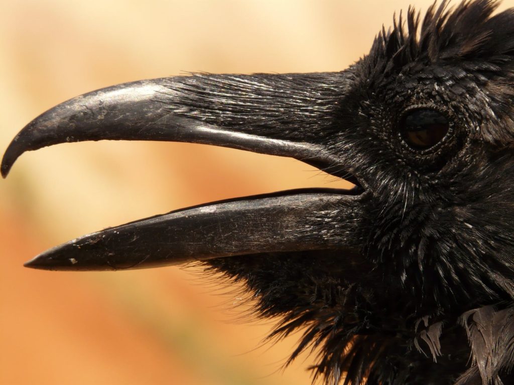 The Raven ~ Edgar Allen Poe