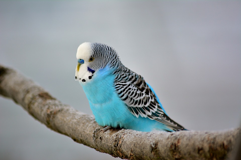 Budgie ~ gifts don't last