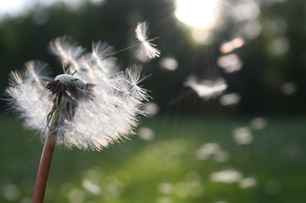 Little Dandelion ~ Soul Growth with Astral Shaman