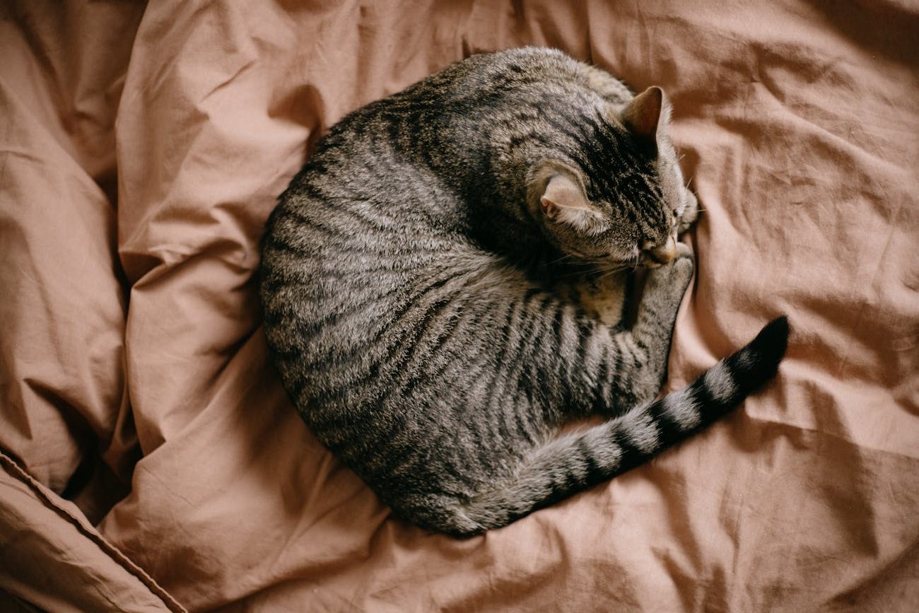 top view of a tabby cat lying on a duvet