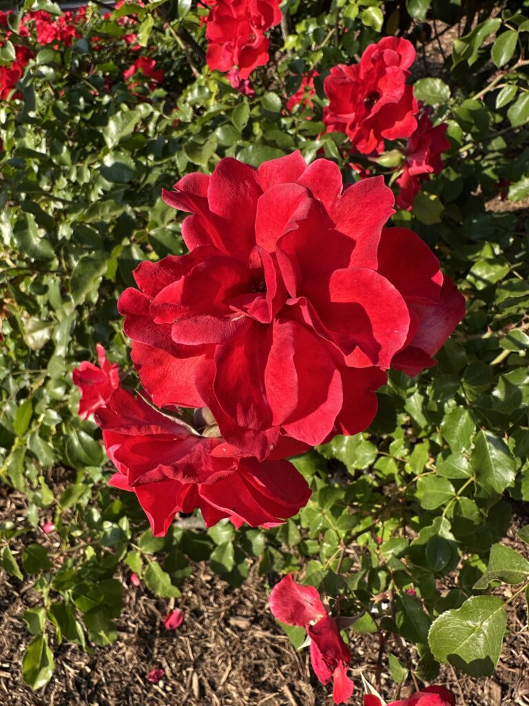 After My Mother Died ~ Joel Ying