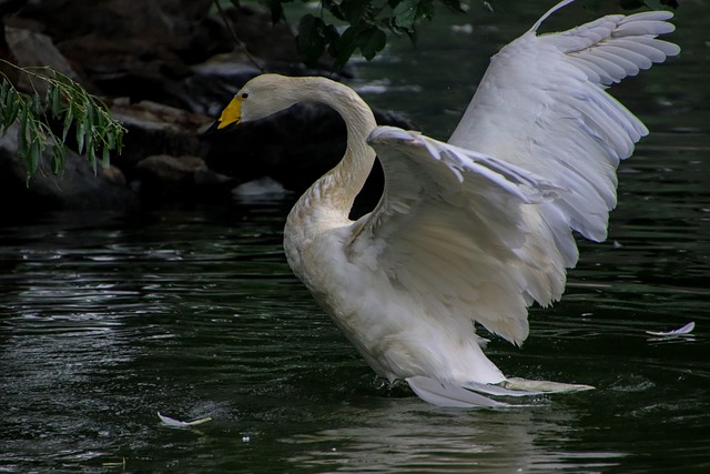 Hold fast to dreams ~ Langston Hughes