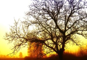 Awake My Soul ~ Mumford & Sons